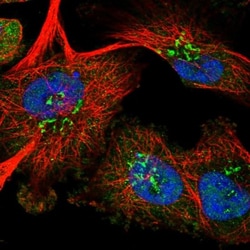 RPUSD1 Antibody, Novus Biologicals:Antibodies:Primary Antibodies
